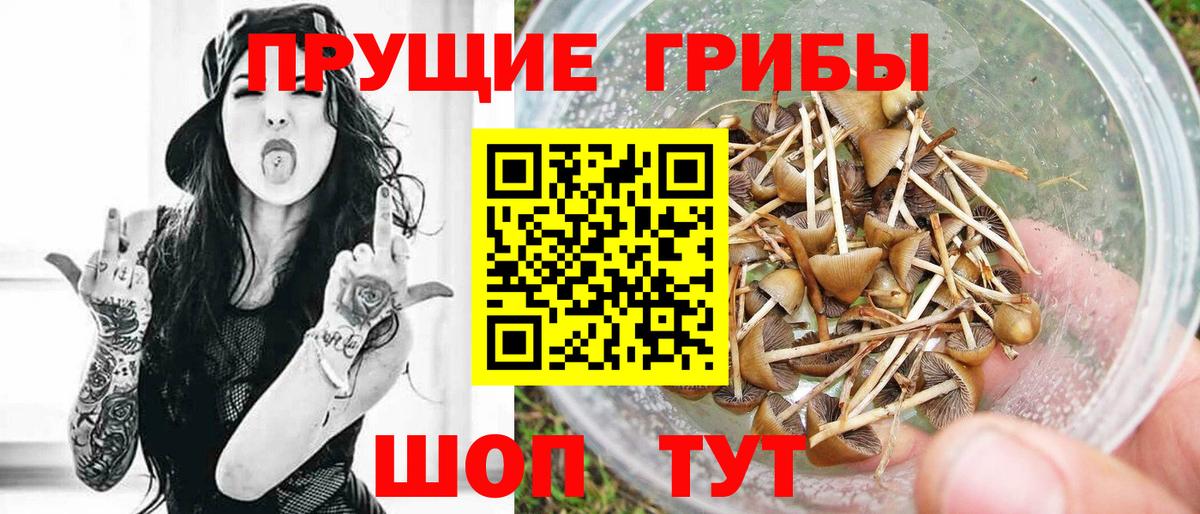 Иваново  Псилоцибиновые грибы Psilocybine cubensis  Вход с VPN 